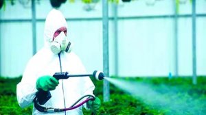 Чем и как опрыскивать томаты, яблони