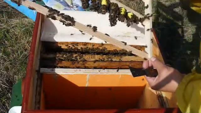 Вывод маток - сезон 2019. Из стартёра в воспиталку. смотреть онлайн