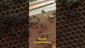 Взяток продолжается.