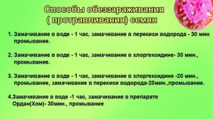 Обеззараживание семян Шутки в сторону!