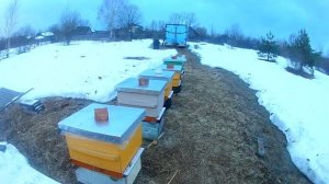 Пчеловодство ,как бизнес. Результаты зимовки. Что делать дальше в условиях неопределённости.