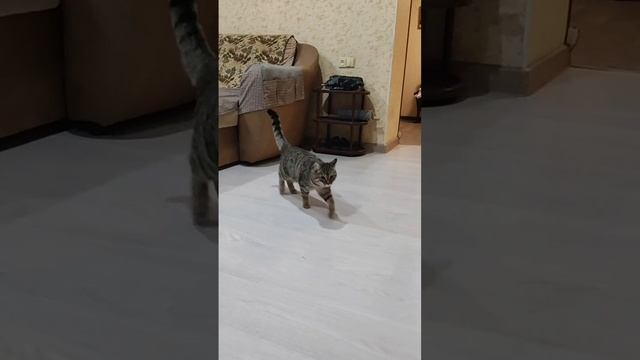 Я кошка,кошка,кошка😺🤗