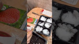 Тристар, Женева земляника крупноплоднаяи, посадка семян