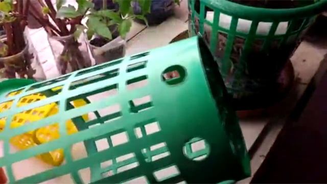 Ранний урожай. Порадуй соседей смотреть онлайн