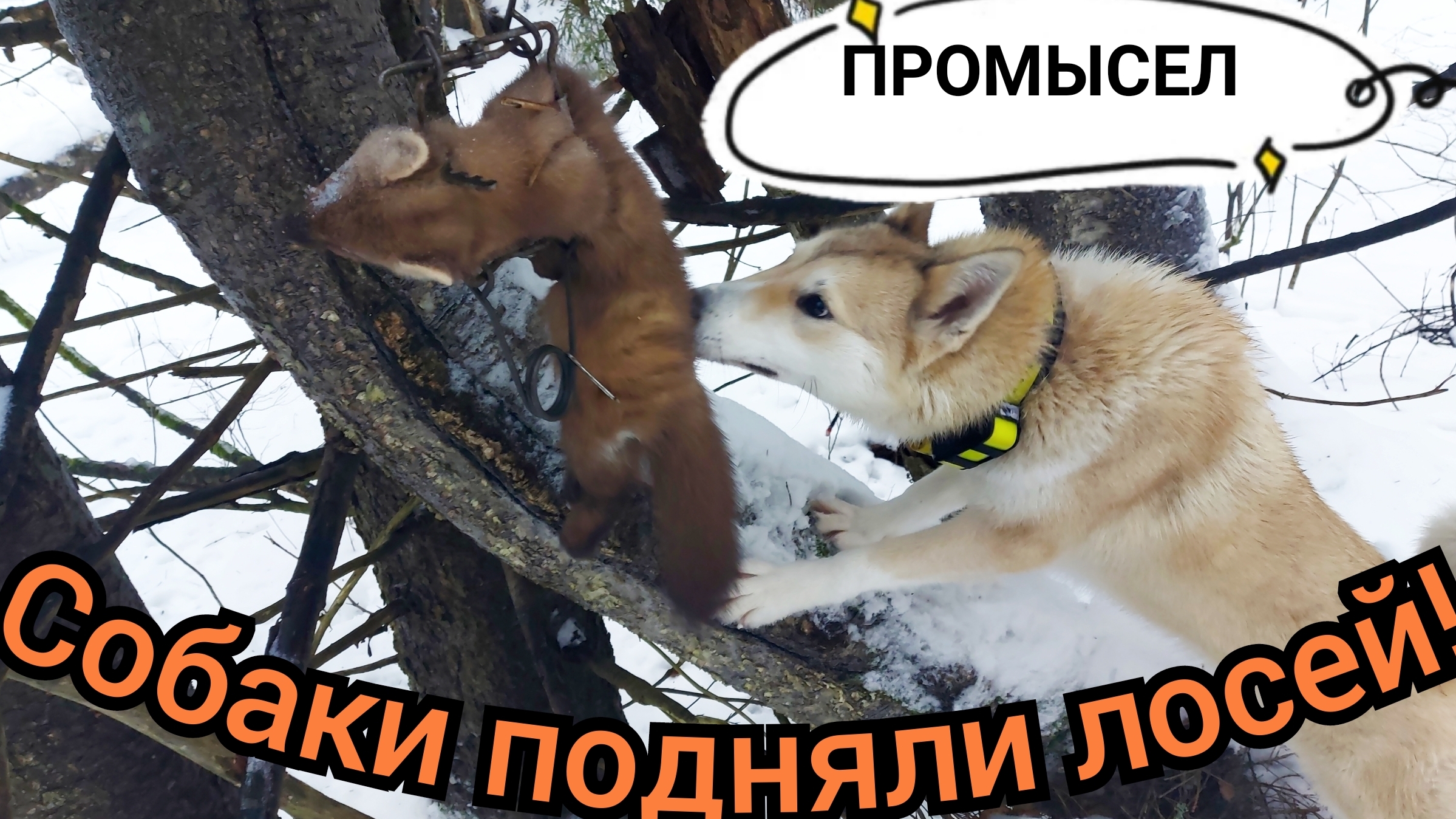 ОХОТА С ЛАЙКАМИ/ПРОВЕРКА ПУТИКА/КУНИЦА В КП-120/РАБОТА СОБАК ПО ЛОСЯМ!!! смотреть онлайн