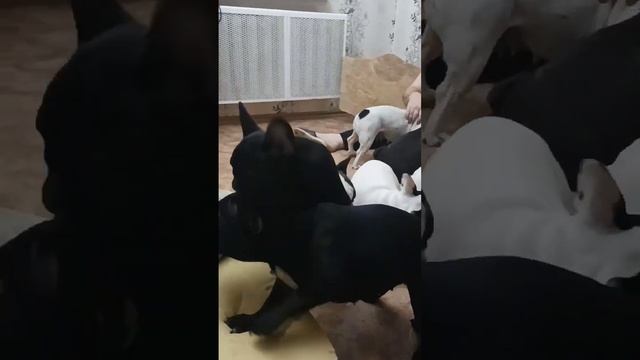 #французскийбульдог #puppy #love смотреть онлайн