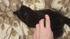 Котенок чёрный шотландский в ожидании владельцев.