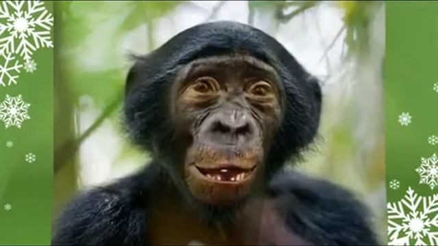 Прикол,прикол и еще угар с обьезяной... смотреть онлайн