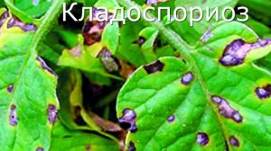 Дождь. Холод. Фитофтора. Томаты.