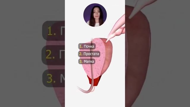 Что это за орган? смотреть онлайн