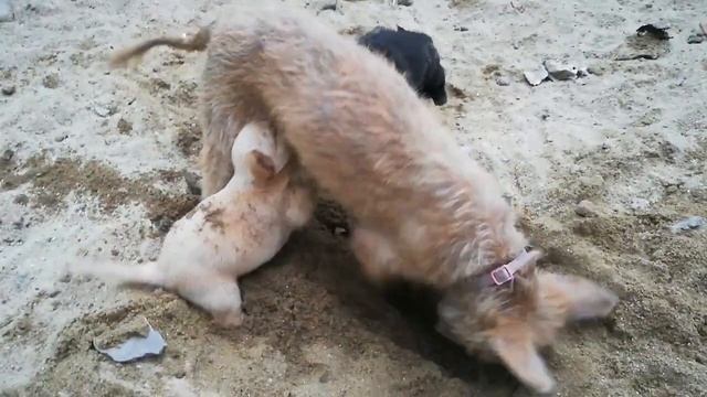 Забавные собачки в Нячанге смотреть онлайн