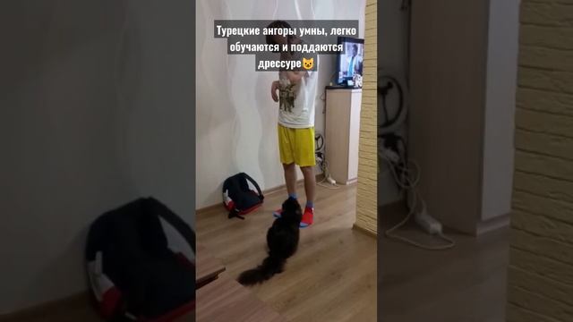 умный турецкий ангор томик🤗😽😺 #шортс #cat #милота #кот #funny #catfunny #котики смотреть онлайн