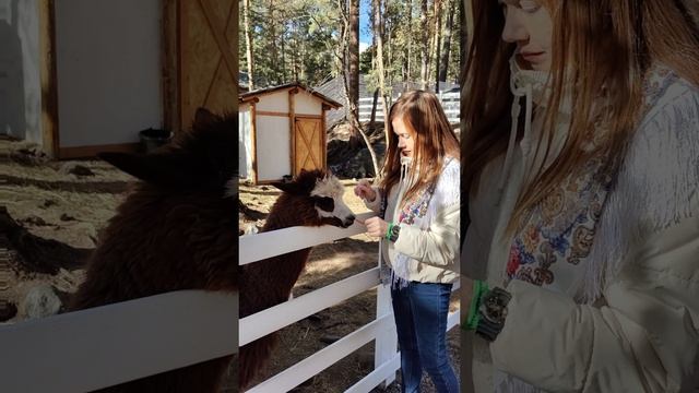 Забавные альпаки 🦙 смотреть онлайн