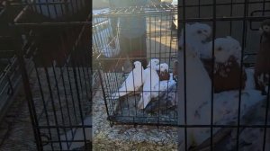 выставка голубей 24.11.2024 в  городе Орске