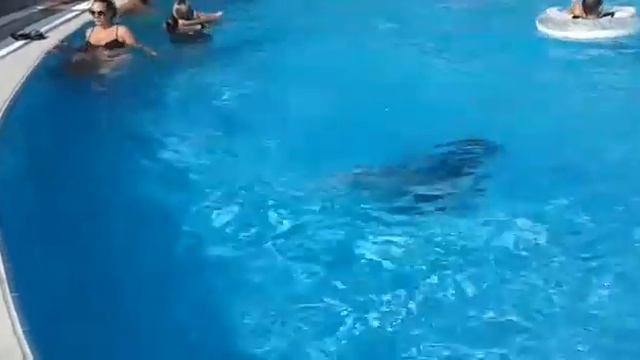 Прыжок в воду 2018 смотреть онлайн