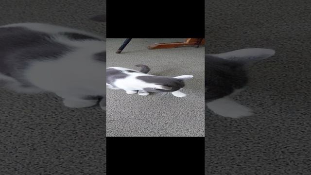 Ещё один котяо в кафе)Саратовская область смотреть онлайн