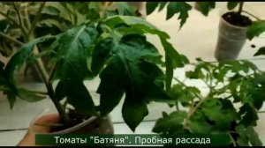 О канале «Сад по - взрослому с Виктором Шадриным»