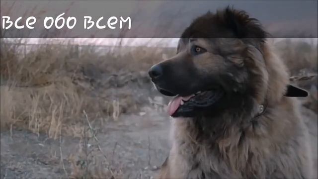 Топ-5 пород собак-Волкодавы!!!!! смотреть онлайн