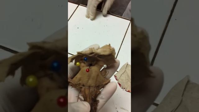 Lab. Neuroanatomia смотреть онлайн