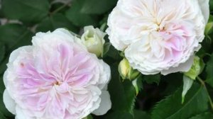 Японская красавица Blue Moon Stone- роза поцелованная луной