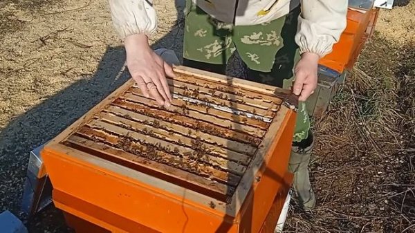 Делайте так,если хотите много мёда и хорошего весеннего развития. Моя система пчеловождения.