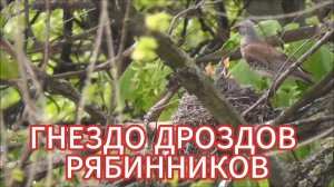 ГНЕЗДО ДРОЗДОВ РЯБИННИКОВ
