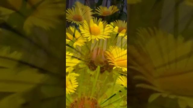 Дороникум - весеннее солнышко. Дмитрий Шлапак смотреть онлайн