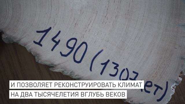 Проект ScienceLab: Сибирская дендрохронологическая лаборатория СФУ (серия 4) смотреть онлайн