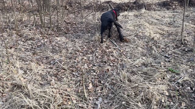 Весенняя прогулка с Альфой