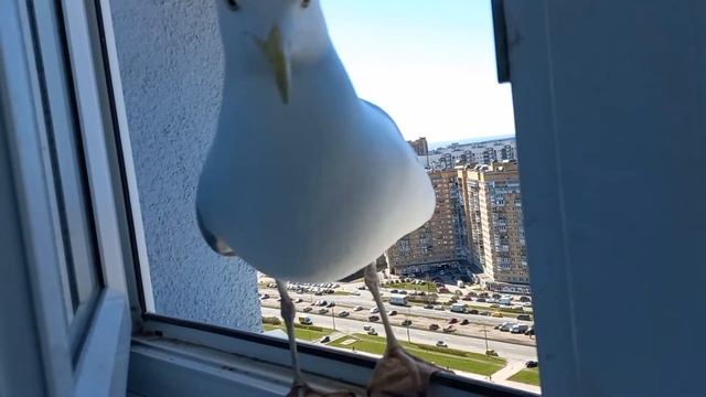 Чайка крупным планом