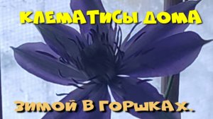 КЛЕМАТИСЫ ДОМА. ВЫРАЩИВАНИЕ В ГОРШКАХ.