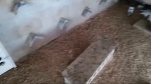 ПРОДАЖА ПАКИСТАНСКИХ ТЕДДИ.