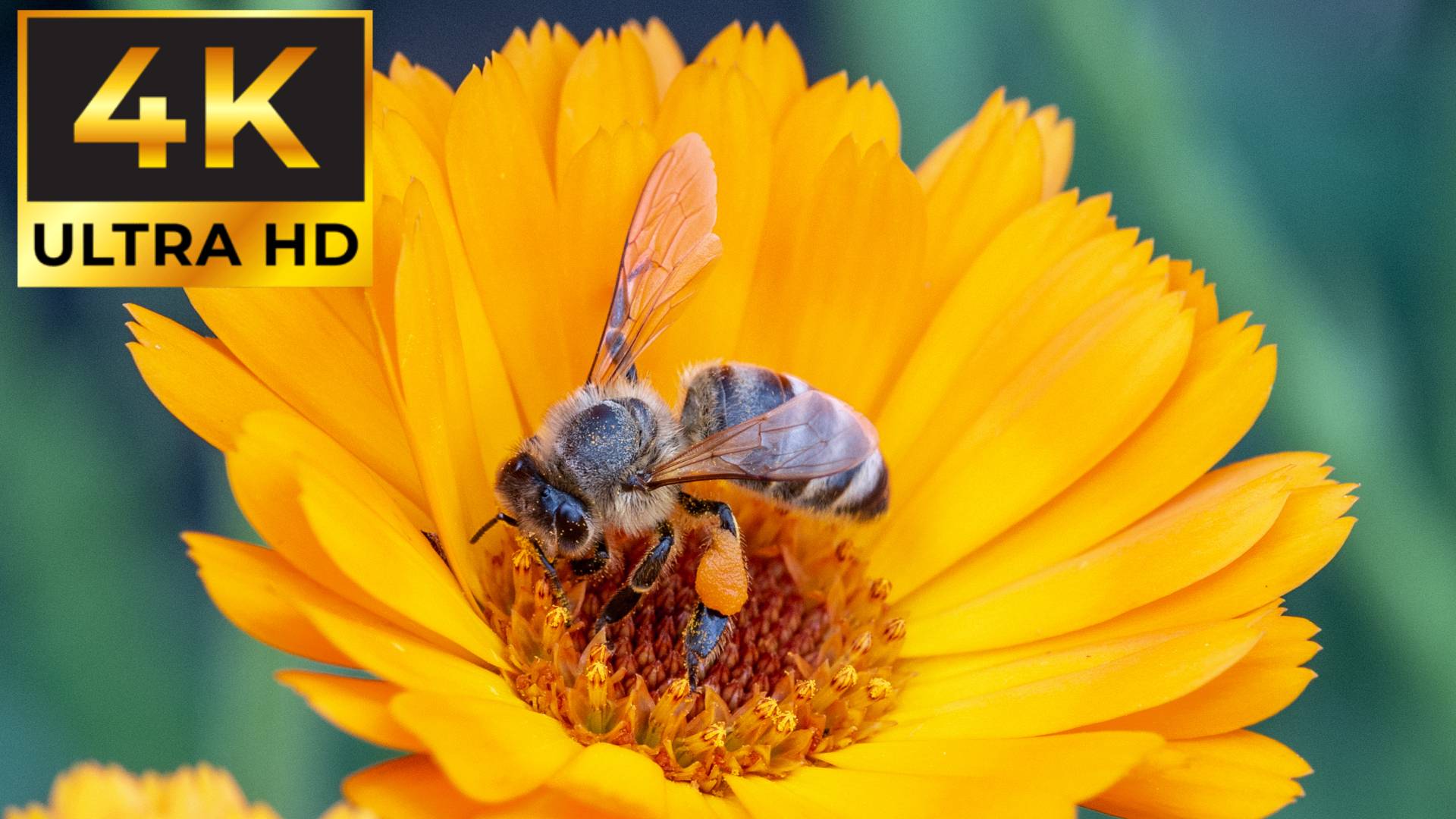 Макросъёмка в природе 4K Качестве Ultra HD смотреть онлайн
