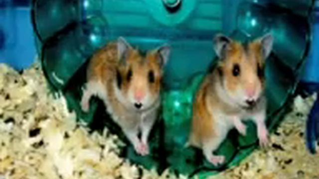Hamster Dance Song (singing Hamsters)