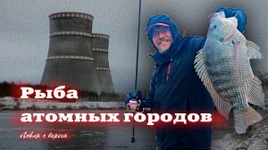 РЫБА АТОМНЫХ ГОРОДОВ. Ловля тиляпии в Удомле. Спиннинг с берега