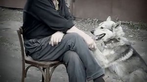 Шарик я как и ты был без цепи