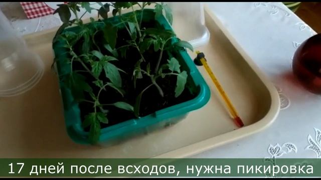 РАССАДА 2021 Мои итоги тестирования грунта смотреть онлайн