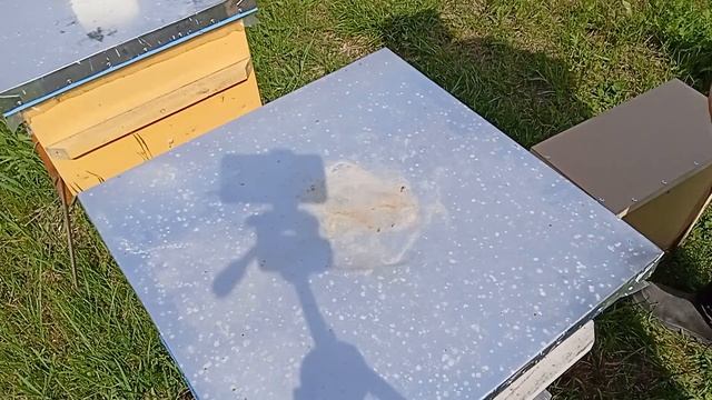 Как собрать хороший пчело пакет. Пчеловодство как бизнес. Собираем и продаëм пчелопакеты. смотреть онлайн