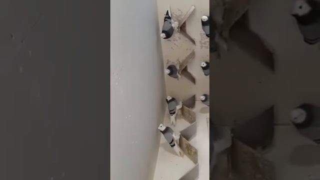 Видео от моего земляка, голубевода/Германия/ 29.11.2020 смотреть онлайн