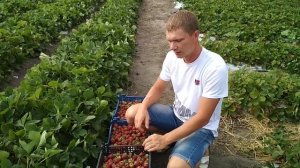 Обзор клубника сорт Мальвина, реализация саженцев на 2018г