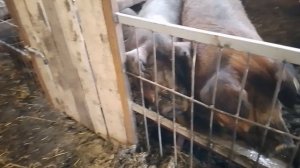 обзор нового сарая для свиней.