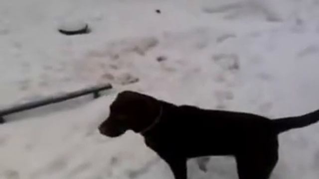 Лай Лабрадора =) смотреть онлайн