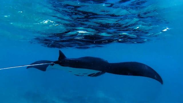 Manta likes Mantra смотреть онлайн