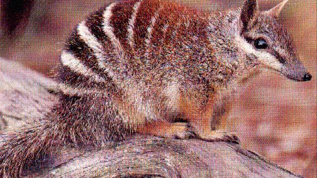 NUMBAT AND COW! (animalluver900 and lissy911 productions!) смотреть онлайн