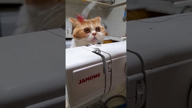 Животные