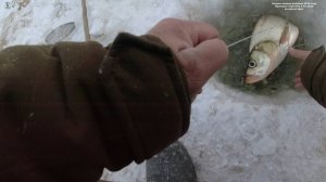 Первая зимняя рыбалка 2025 году. Проверка перемёта 3.01.2025 на верхогляда.