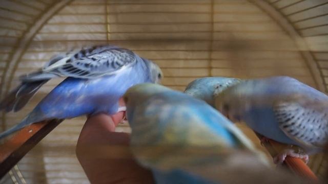 Спенгл опалинки ищут женихов смотреть онлайн