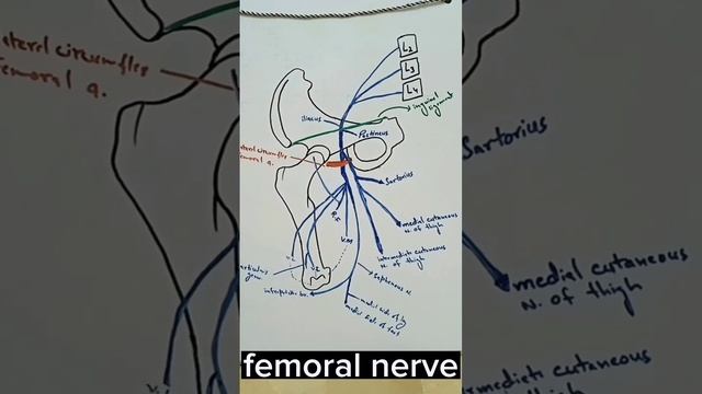 femoral nerve смотреть онлайн
