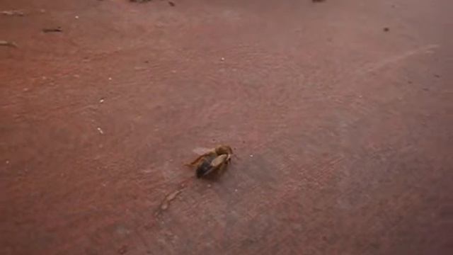 МОЛОДАЯ МАТКА у прилетки смотреть онлайн
