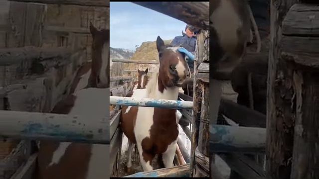 мустанги смотреть онлайн